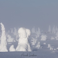 Parc national du Riisitunturi: "arbres candélabres" dans le brouillard