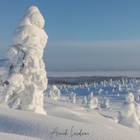 Parc national du Riisitunturi: "arbres candélabres"