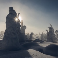 Parc national du Riisitunturi: "arbres candélabres"