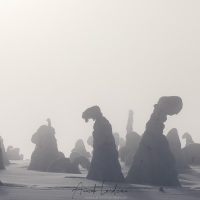 Parc national du Riisitunturi: "arbres candélabres" dans le brouillard