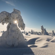 Parc national du Riisitunturi: "arbres candélabres"