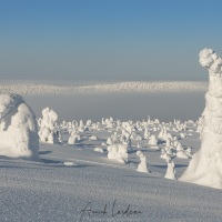 Parc national du Riisitunturi: "arbres candélabres"