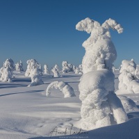 Parc national du Riisitunturi: "arbres candélabres"