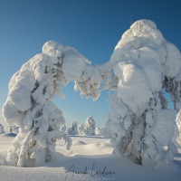 Parc national du Riisitunturi: "arbres candélabres"