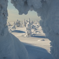 Parc national du Riisitunturi: "arbres candélabres"