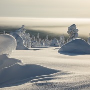 Parc national du Riisitunturi: "arbres candélabres"