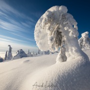 Parc national du Riisitunturi: "arbres candélabres"