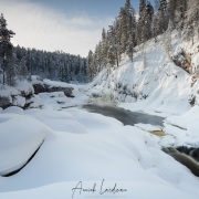 Parc Oulanka: paysage hivernal