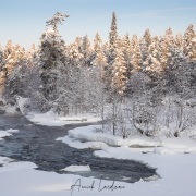 Parc Oulanka: paysage hivernal