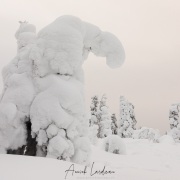 Paysage sous la neige