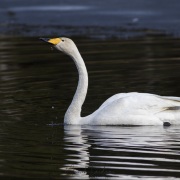 Cygne chanteur