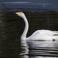 Cygne chanteur