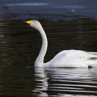 Cygne chanteur