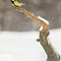 Mésange charbonnière