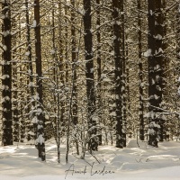 Forêt de bouleaux sous la neige