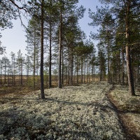 Pinède et lichen