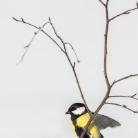 Mésange charbonnière