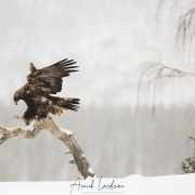 Aigle royal