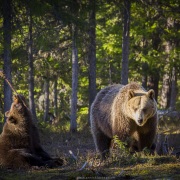 Ours brun