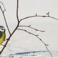 Mésange bleue