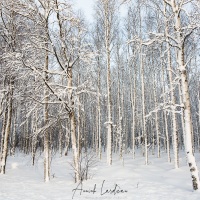 Forêt de bouleaux sous la neige