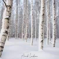Forêt de bouleaux sous la neige