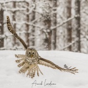 Chouette de l'Oural