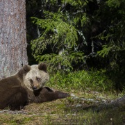 Ours brun