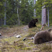 Ours brun