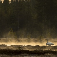 Cygne chanteur