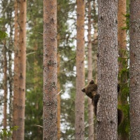 Ours brun