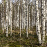 Forêt de bouleau