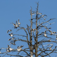 Mouettes + goélands