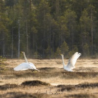 Cygne chanteur