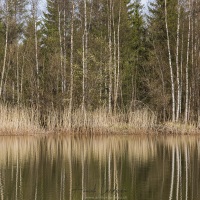 Arbres et reflets dans l'eau