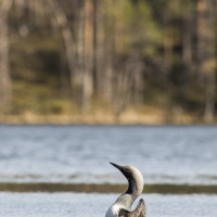 Plongeon arctique