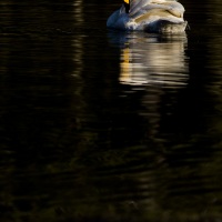 Cygne chanteur