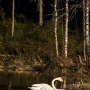 Cygne chanteur