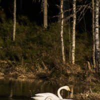 Cygne chanteur