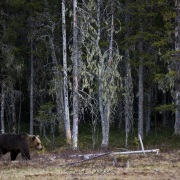 Ours brun