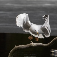 Goeland cendré