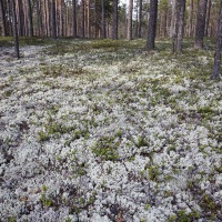 Lichen danas la pinède
