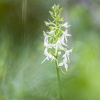 Platanthère à deux feuilles