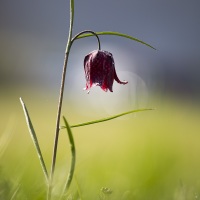 Fritillaire pintade