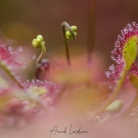 Drosera à feuilles rondes