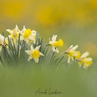 Jonquilles