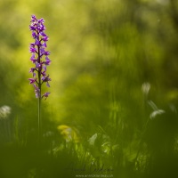 Orchis mâle
