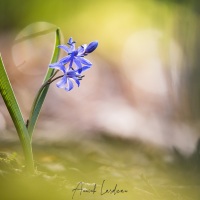 Scille à deux feuilles