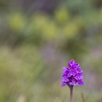 Orchis de Fuchs