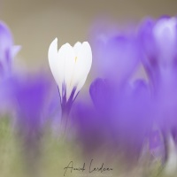 Crocus